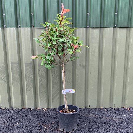 PHOTINIA x fraseri Little Red Robin1/4 Standard