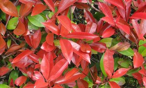 PHOTINIA x fraseri 'Red Robin' 1,25  15L