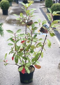 PHOTINIA x fraseri 'Red Robin' 40/60