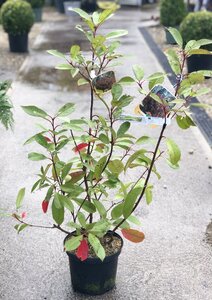 PHOTINIA x fraseri 'Red Robin'   40/60