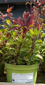Phygelius 'Candydrops Tangerine' ®