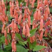 Phygelius 'Candydrops Tangerine' ®