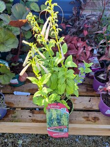 Phygelius Croftway Snow Queen ®