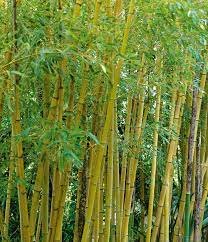 Phyllostachys Aurea