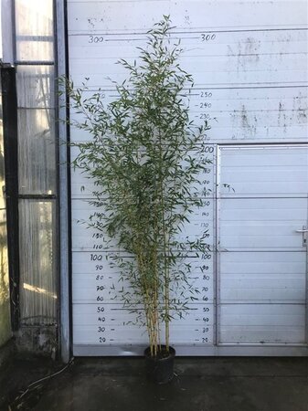 Phyllostachys aureos. 'Aureocaulis' 10 Ltr pot
