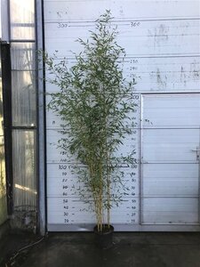 Phyllostachys aureos. 'Aureocaulis' 10 Ltr pot