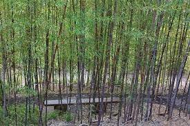 PHYLLOSTACHYS NIGRA