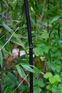 Phyllostachys nigra