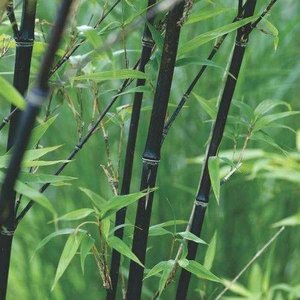 PHYLLOSTACHYS NIGRA