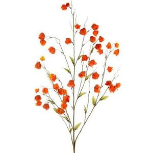 Physalis spray x3 orange 90cm