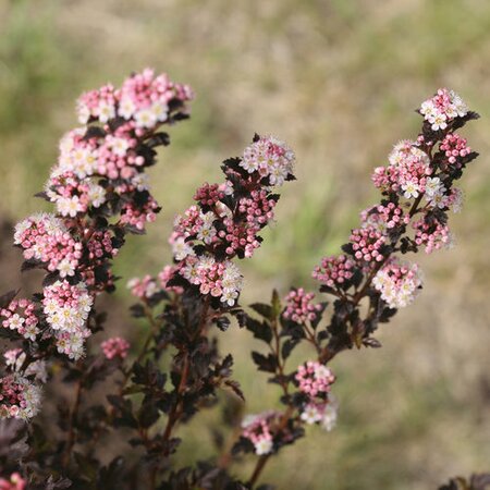 PHYSOCARPUS Tiny Wine