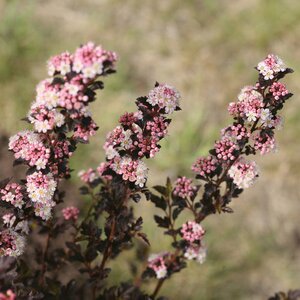 PHYSOCARPUS Tiny Wine