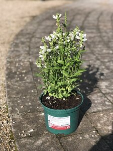 Physostegia v. 'Crystal Peak White'