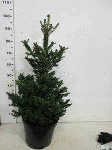 Picea abies 'Will's Zwerg' 80-100CM