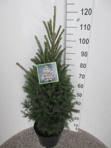 Picea glauca 'Super Green' 80-100CM