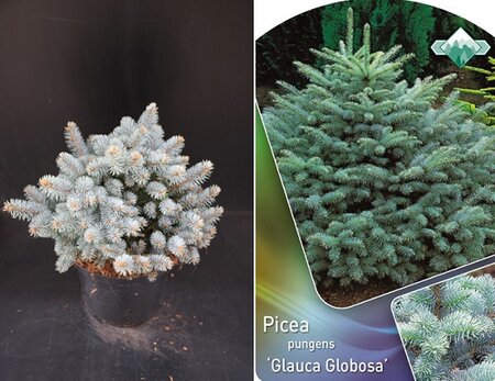 Picea pungens 'Glauca Globosa'