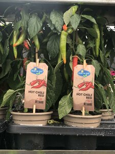 Pick & Joy® - Hot Chili red