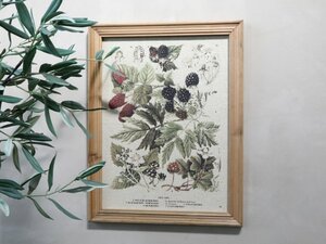 Picture w. berries motif & nature frame