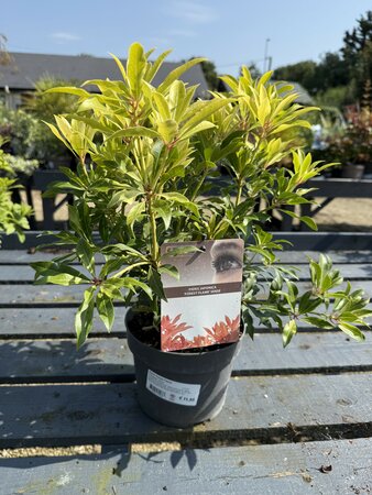 Pieris 'Forest Flame'