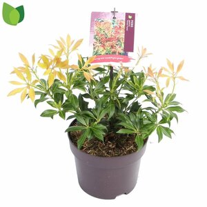 Pieris 'Forest Flame'