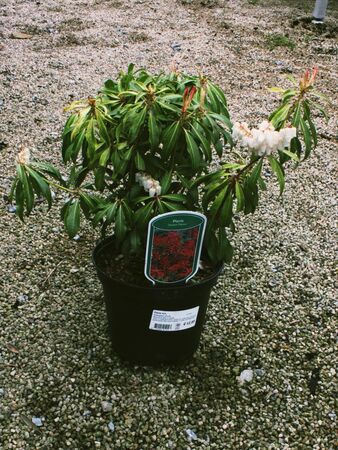 PIERIS FOREST FLAME (BE)