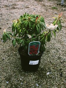 PIERIS FOREST FLAME (BE)