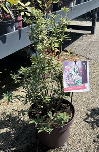Pieris jap. 'Ralto Rose'