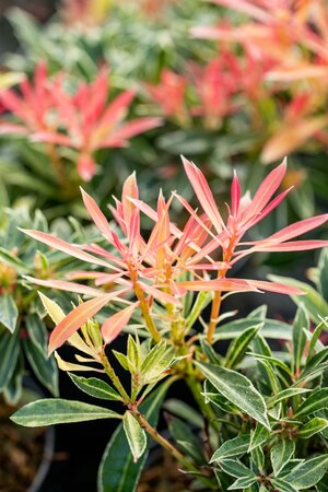 Pieris Japonica Flaming Silver