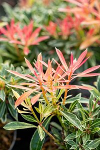Pieris Japonica Flaming Silver
