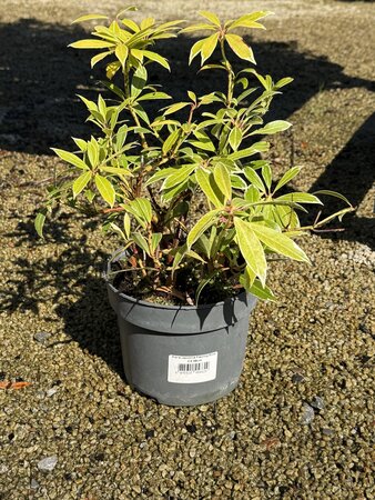 Pieris Japonica Flaming Silver