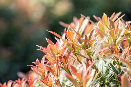 PIERIS JAPONICA LITTLE HEATH