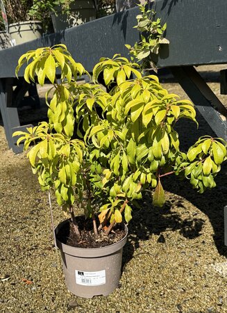 PIERIS JAPONICA RED MILL