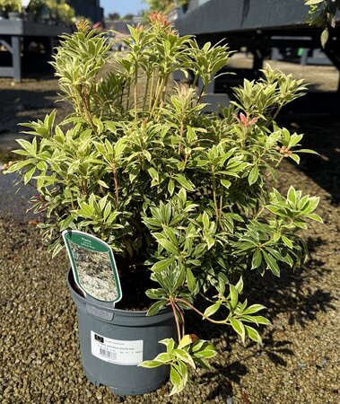 PIERIS JAPONICA WHITE RIM