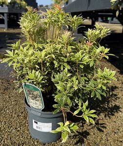 PIERIS JAPONICA WHITE RIM