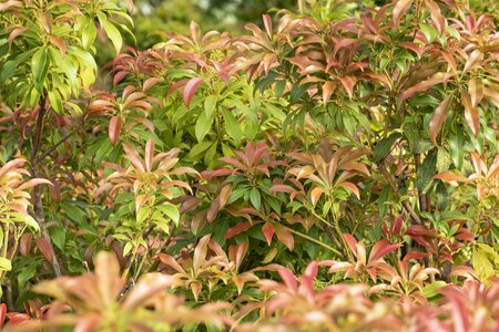 PIERIS JAPONICA WHITE RIM