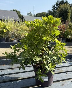 Pieris mix 20-25 CM C2