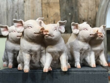 Pigs Cuddling - image 1