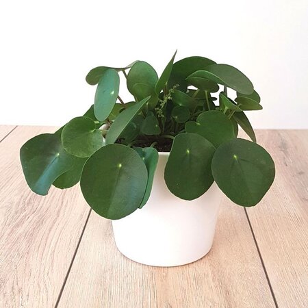 Pilea peperomioides