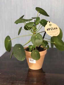 Pilea peperomioides stem - image 2