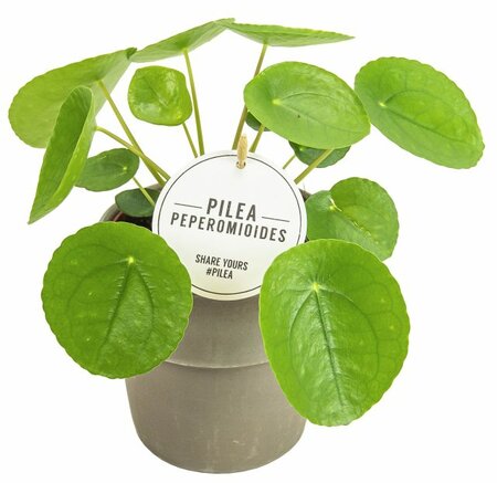 Pilea peperomoides