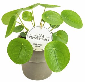 Pilea peperomoides