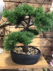 Pinus Bonsai32CM