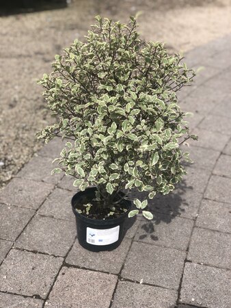 Pittosporum 'Garnettii'