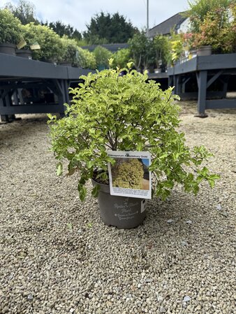 PITTOSPORUM T. ABBOTSBURY GOLD
