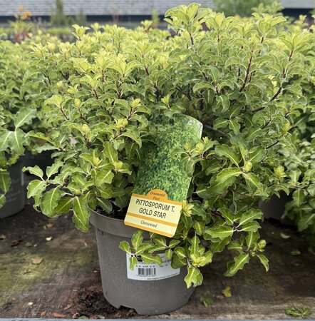 PITTOSPORUM T. GOLD STAR RP