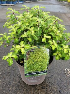 PITTOSPORUM T. GOLD STAR RP