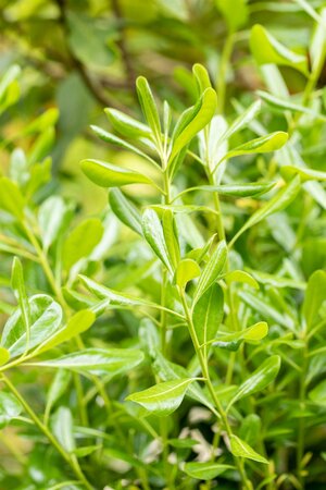 PITTOSPORUM T. GOLF BALL RP