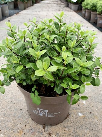 PITTOSPORUM T. GOLF BALL RP