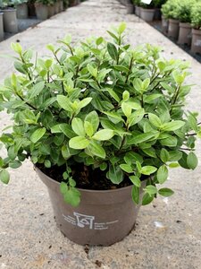 PITTOSPORUM T. GOLF BALL RP