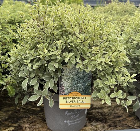 PITTOSPORUM T. SILVER BALL RP